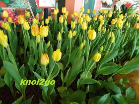 knol2go knol
