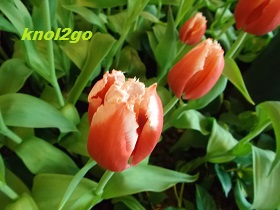 knol2go knol