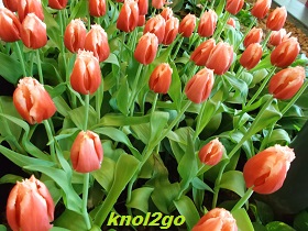 knol2go knol