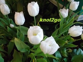 knol2go knol