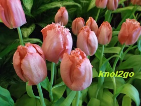 knol2go knol