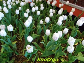 knol2go knol