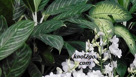 knol2go knol